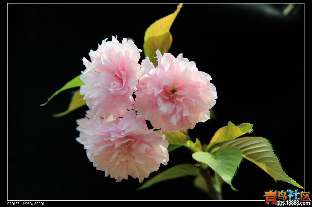 DSC_4801_副本.jpg