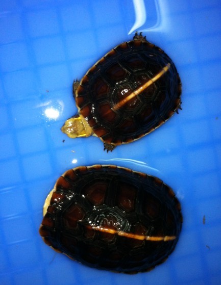 QQ图片20130410213110.jpg