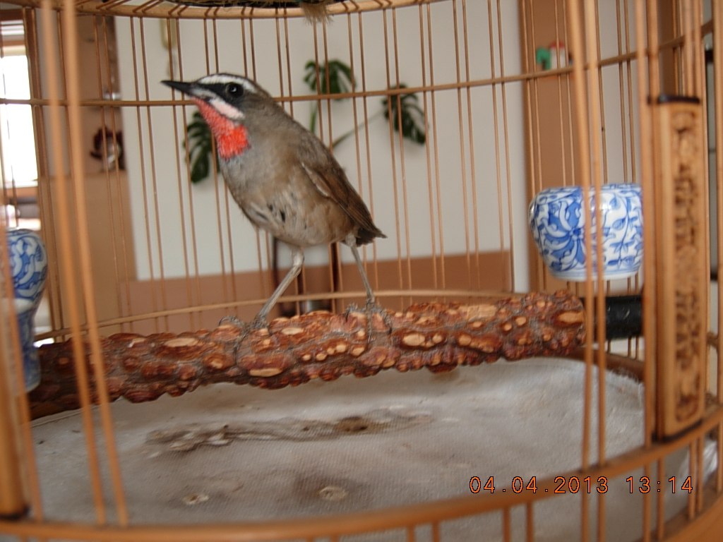 DSCN1335.jpg