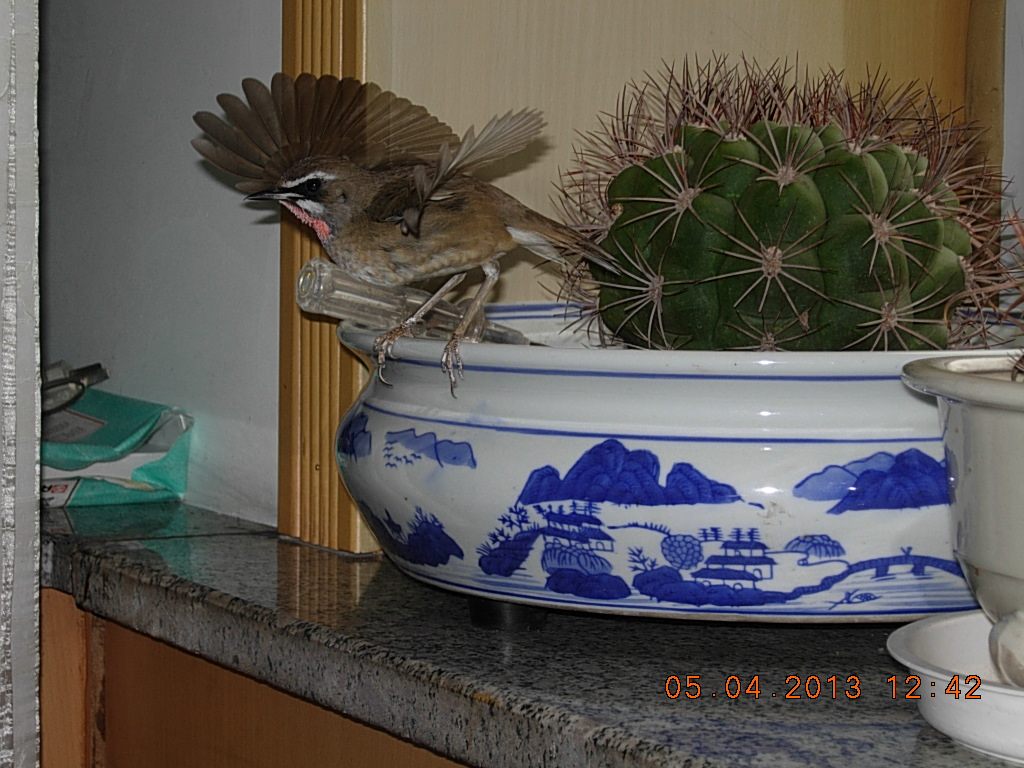 DSCN1484.jpg