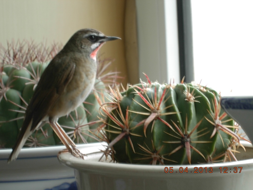 DSCN1475.jpg