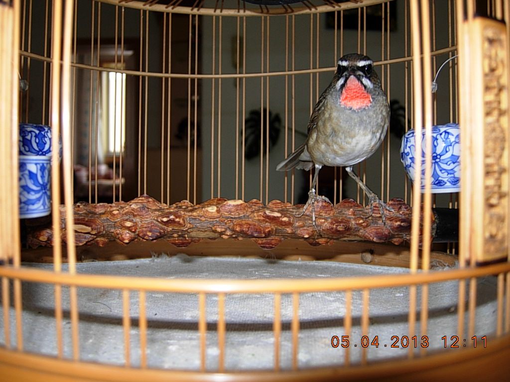 DSCN1383.jpg