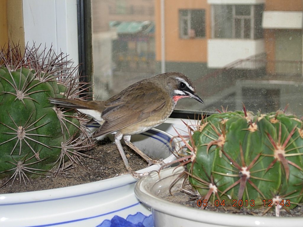 DSCN1486.jpg