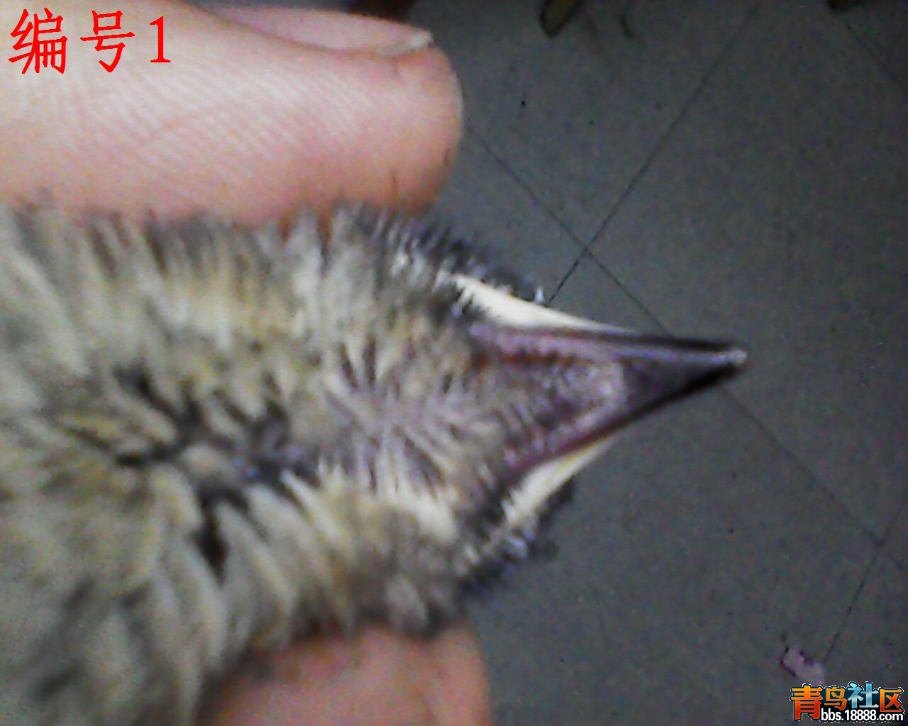 IMG0362A.jpg