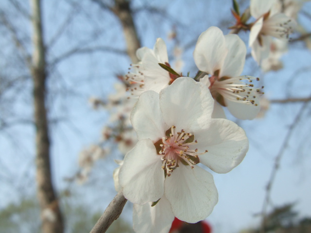 山桃花 (3).JPG