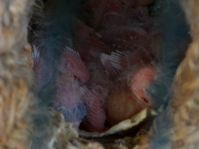 白珍珠幼鸟1.JPG