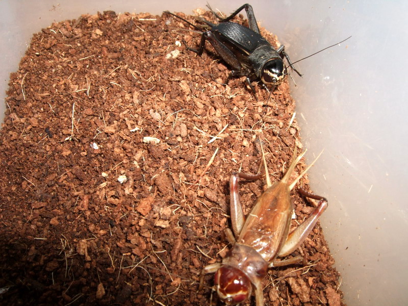 DSCF6636.jpg
