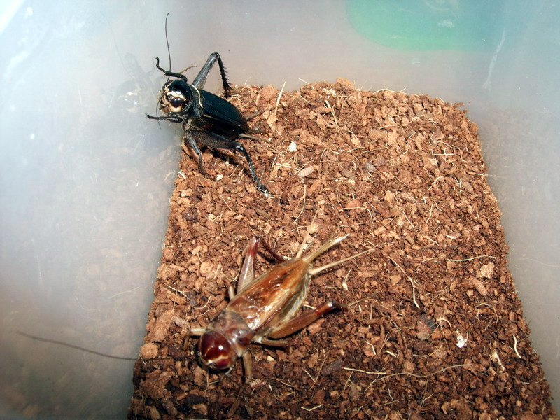 DSCF6689.jpg