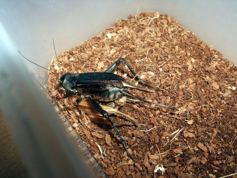 DSCF6726.jpg