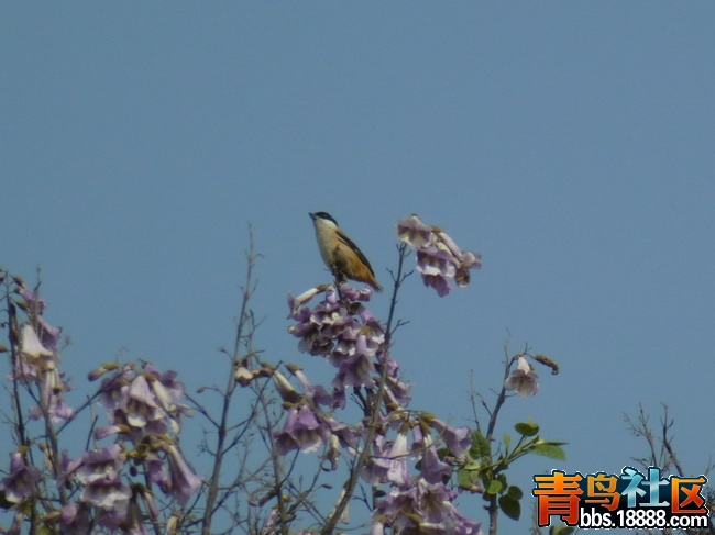 P1010618_调整大小.jpg