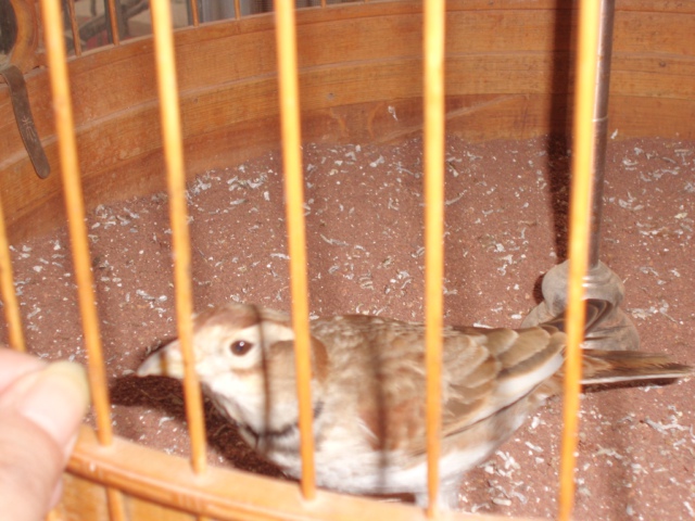 CIMG0992.JPG