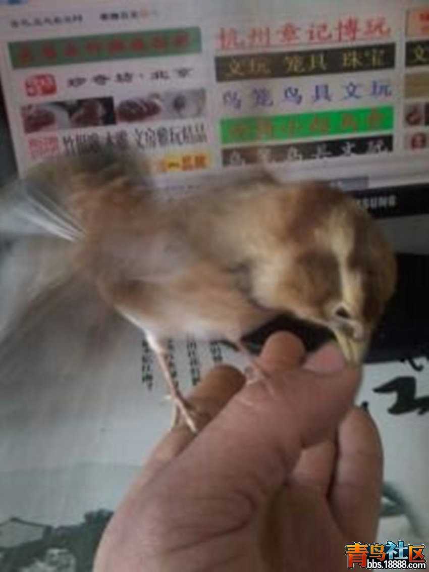 1359950739431_副本.jpg