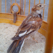 IMG_20130405_064315_01.jpg