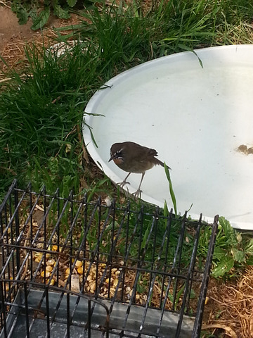 20130421_151350.jpg