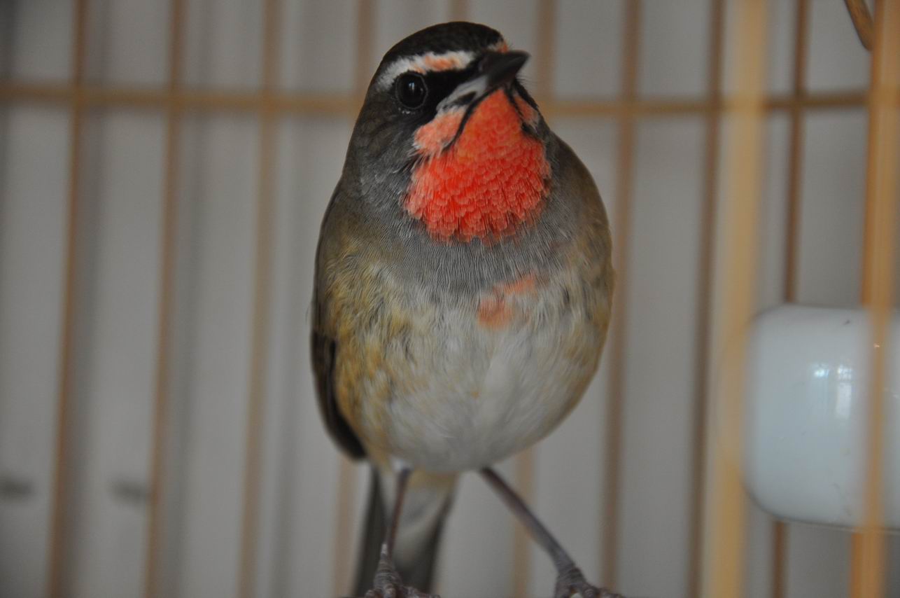 DSC_1047.JPG