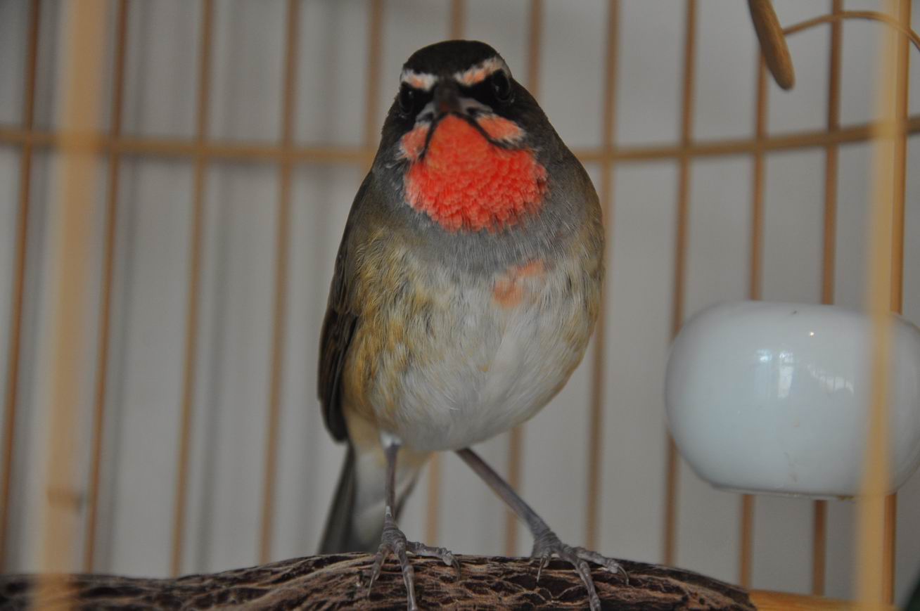 DSC_1052.JPG