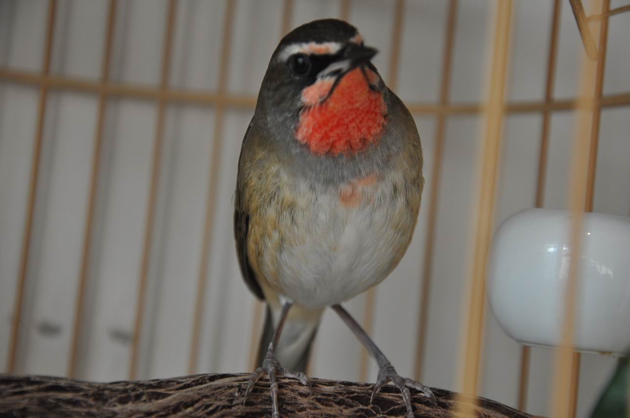 DSC_1049.JPG