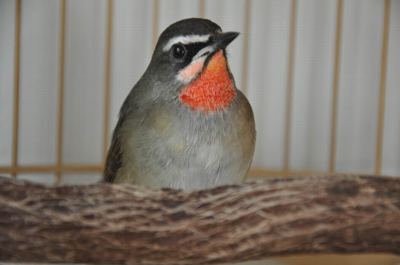 DSC_1031.JPG