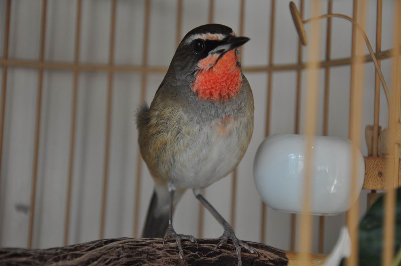 DSC_1013.JPG