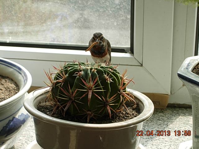 DSCN1779.JPG