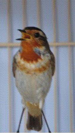 psb (2).GIF