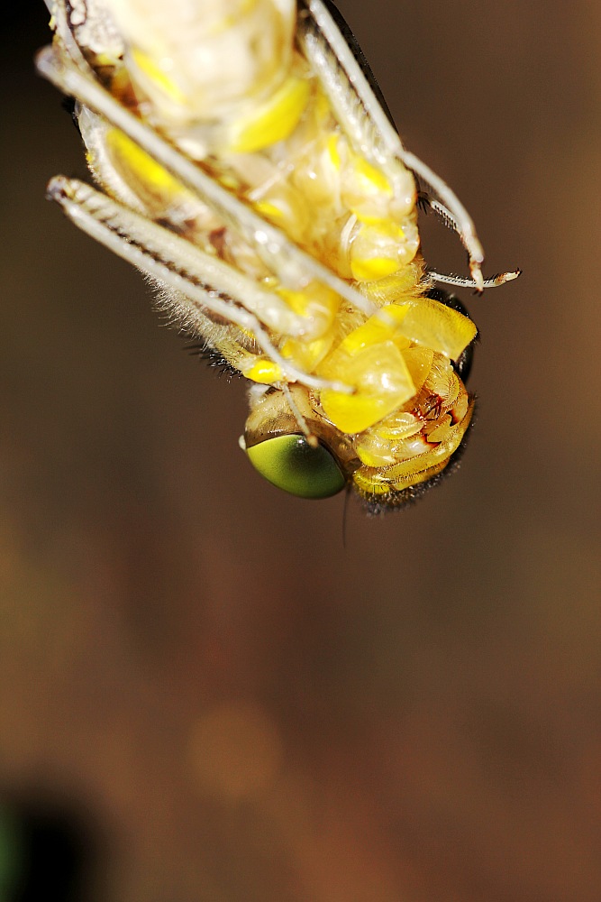 IMG_2247_conew1.jpg