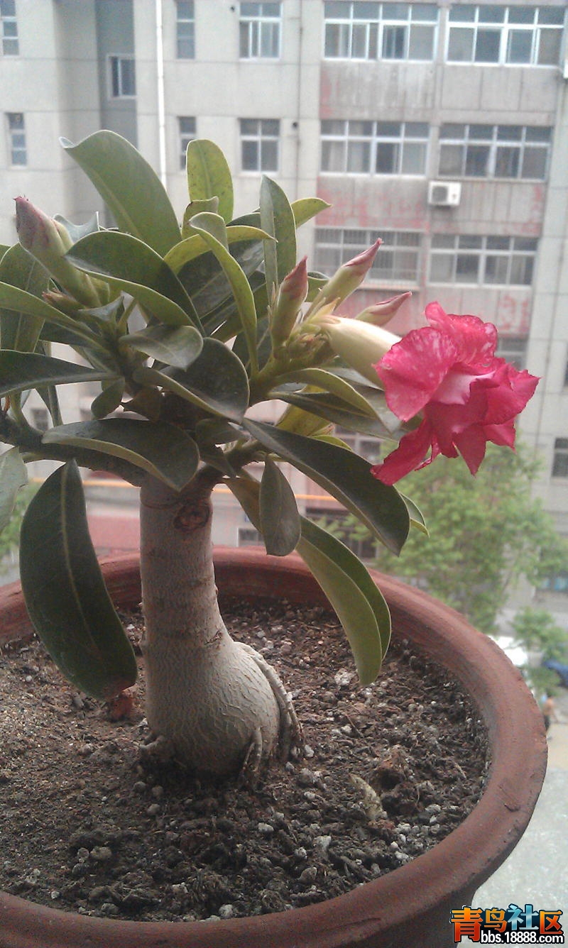 IMAG0003.jpg