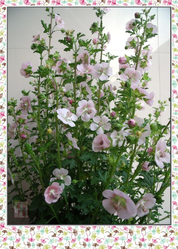 DSCF8819.jpg