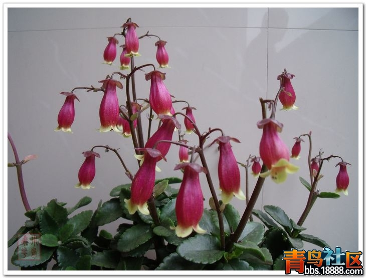 DSCF8680.jpg