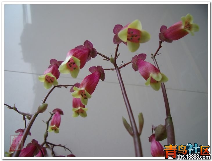 DSCF8678.jpg