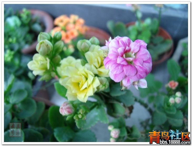 DSCF8600.jpg