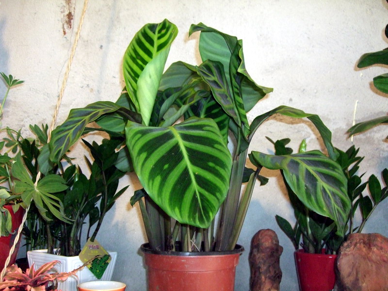 DSCF6833.jpg