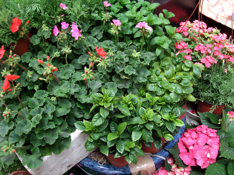 DSCF6829.jpg