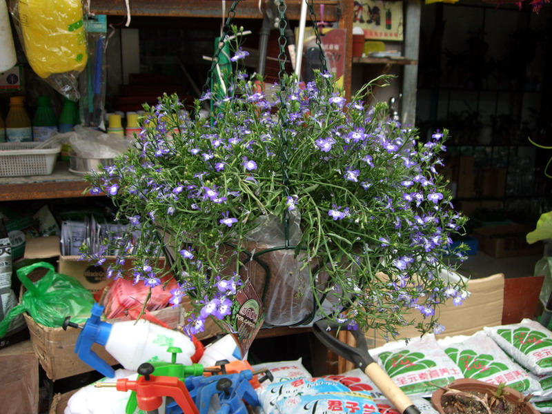 DSCF6760.jpg