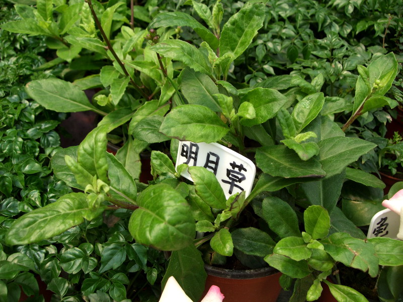 DSCF6765.jpg