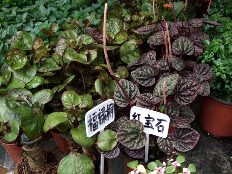 DSCF6747.jpg