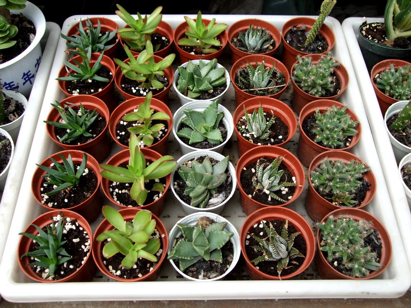 DSCF6750.jpg