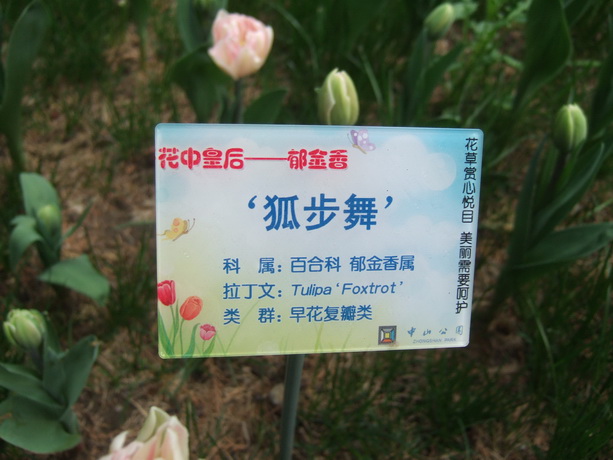 狐步舞 (4).JPG