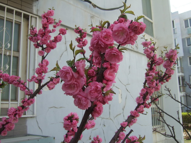 榆叶梅 (1).JPG