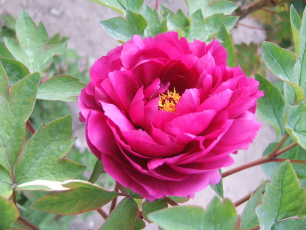 DSCF3875_调整大小.JPG