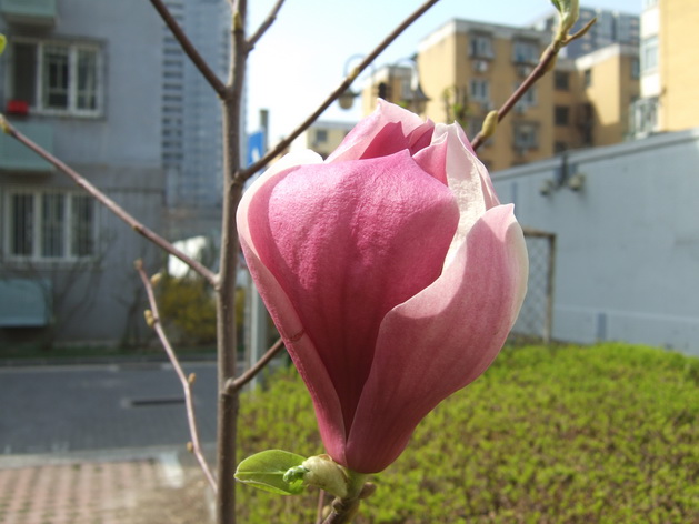 紫玉兰 (2).JPG