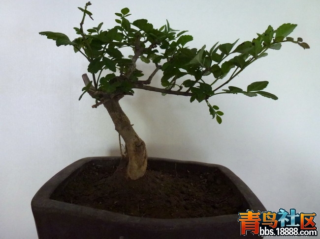 P1020006_调整大小.jpg