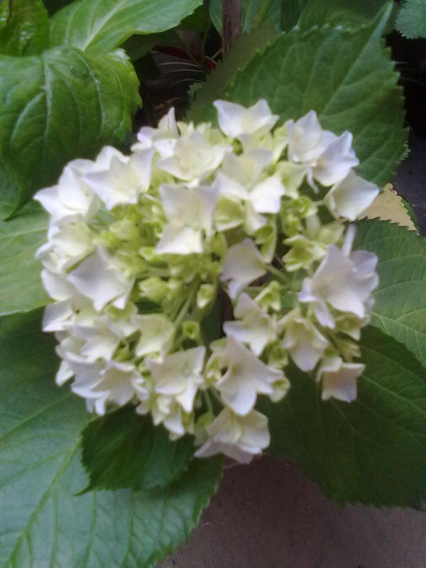 201305211559.jpg