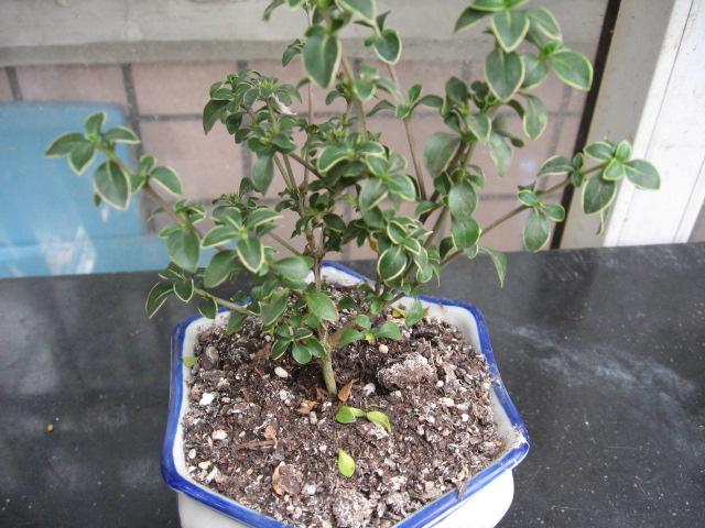 2013-05-10 078.jpg