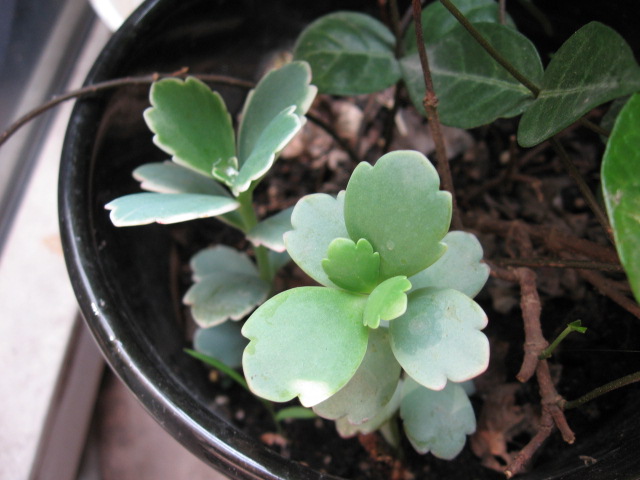2013-05-10 081.jpg