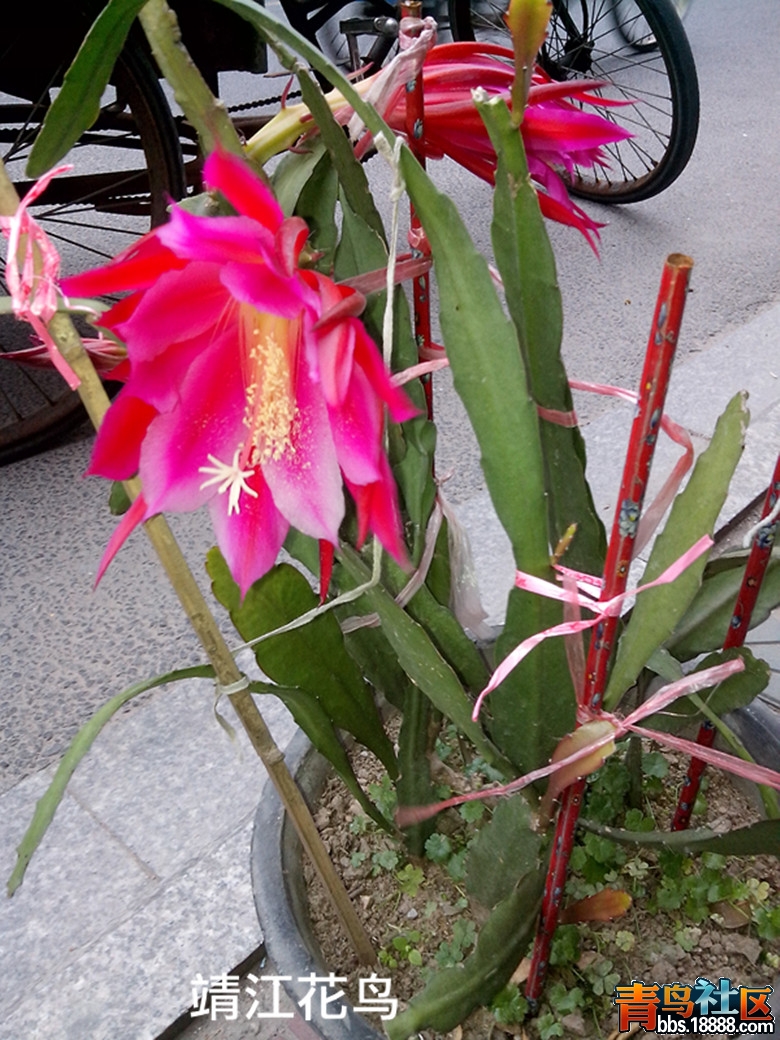 IMG_20130529_161640_副本.jpg