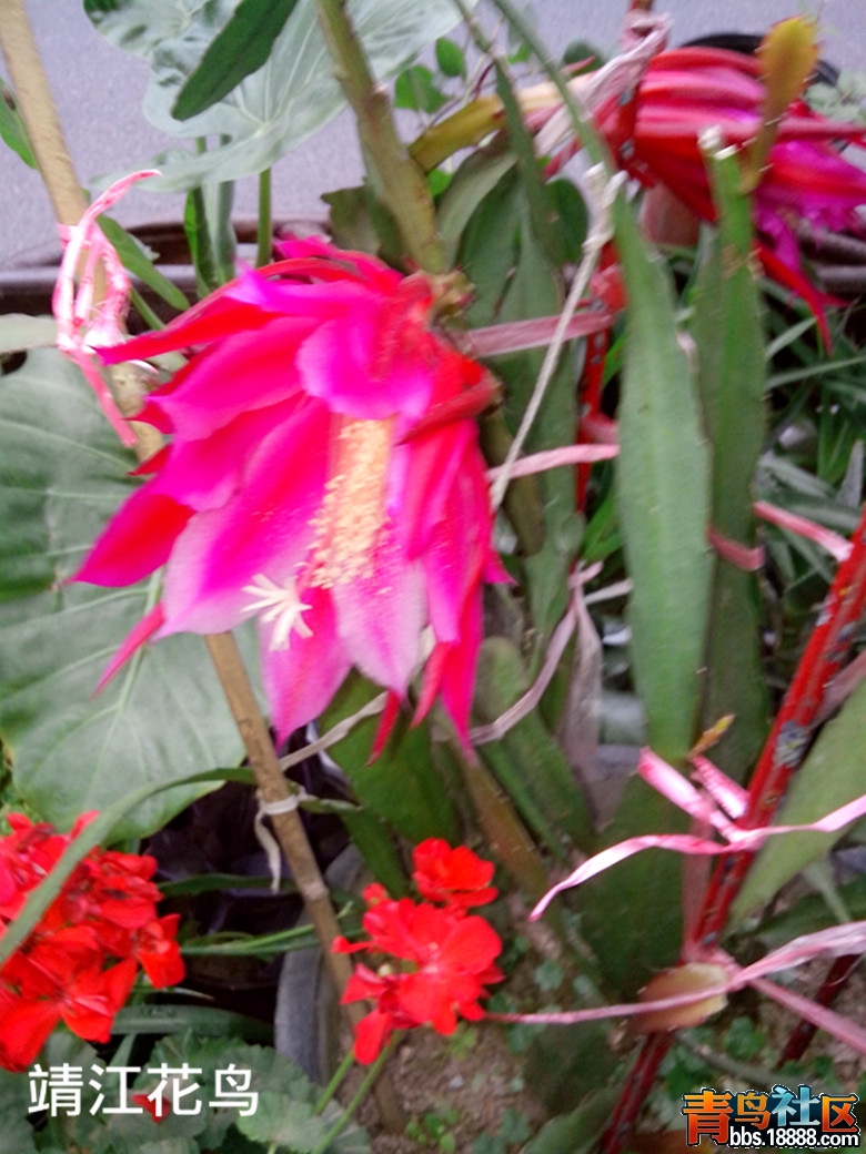 IMG_20130529_161536_副本.jpg