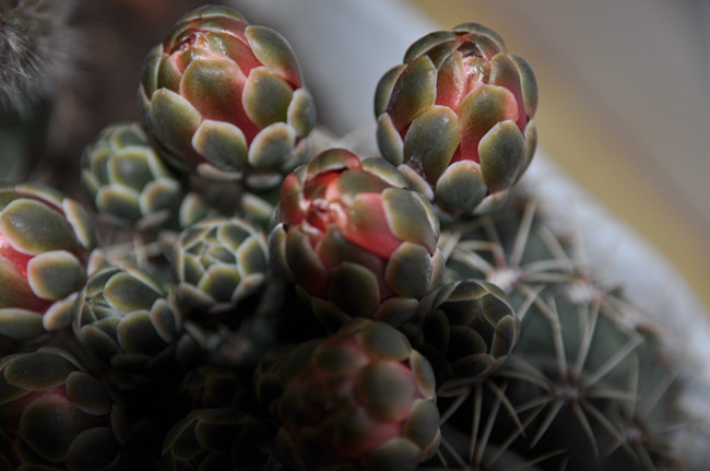 DSC_8142_副本.jpg