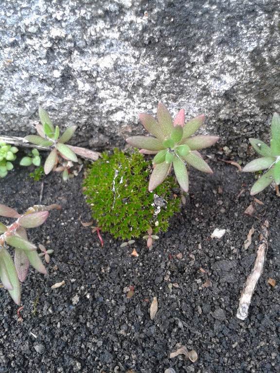 20130521_175604.jpg