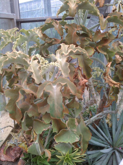 IMAG0956.jpg